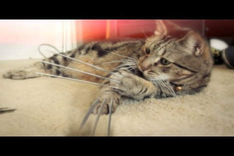 Conozca al gato 'wolverine' -VIDEO