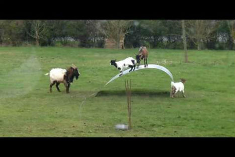 Mire la travesura de 4 cabras en un campo francés -VIDEO