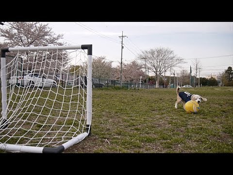 El perro más fanático del Mundial