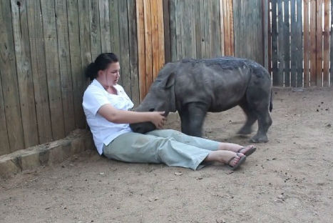 Conmovedor: Rinoceronte bebé no puede dormir desde que murió sus mamá (VIDEO)