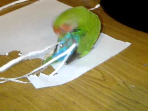 Divertido: Un loro corta papel con su pico y se lo coloca en cola (VIDEO)