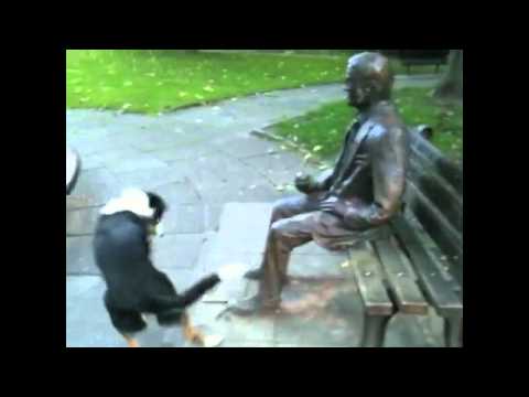 DIVERTIDO: ¡Perro confunde confunde a una estatua con una persona! (VIDEO)