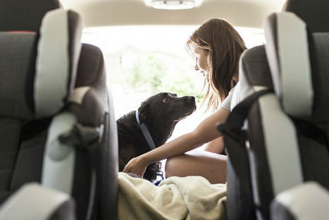 El adiós de Duke,  un perro enfermo de cáncer (FOTOS)