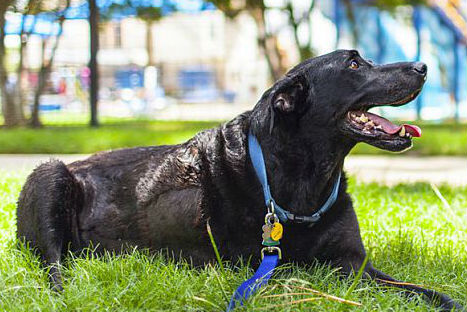 El adiós de Duke,  un perro enfermo de cáncer (FOTOS)