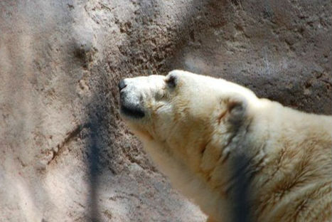 Conoce al oso polar más triste