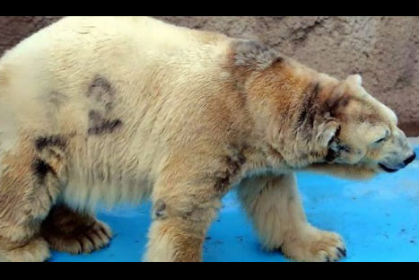 Conoce al oso polar más triste