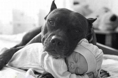Tierno Un Bebe Toma La Siesta Junto A Su Fiel Perro Pitbull Video Tendencias Radio Panamericana