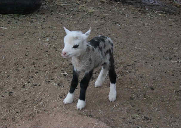 ¡Insólito! Mira al animal mitad oveja, mitad cabra (FOTOS)