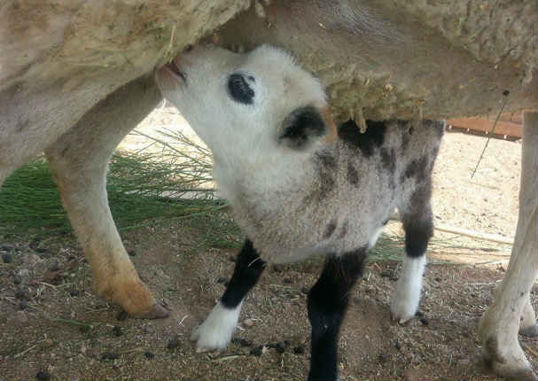 ¡Insólito! Mira al animal mitad oveja, mitad cabra (FOTOS)