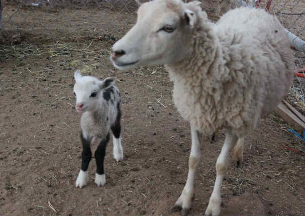 ¡Insólito! Mira al animal mitad oveja, mitad cabra (FOTOS)