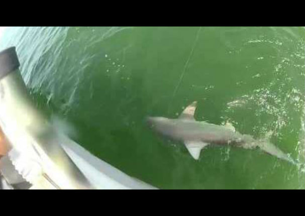 ¡Increíble! Un pez se traga de un bocado a un tiburón (VIDEO)
