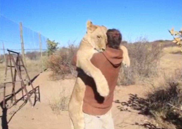¡Conmovedor! Una leona se une con su cuidador en un tierno abrazo (VIDEO)