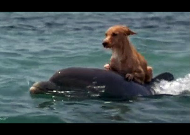 Mira la tierna amistad que hay entre un delfín y un perro (VIDEO)