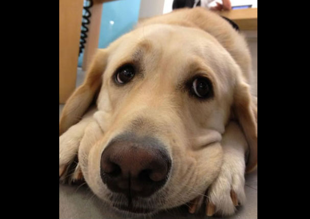 Un perro tiene algo que decirle a su dueña antes de entrar a la veterinaria - VIDEO