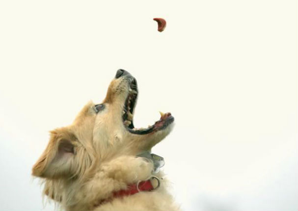 Mira a un perro atrapar una galleta en cámara lenta - VIDEO