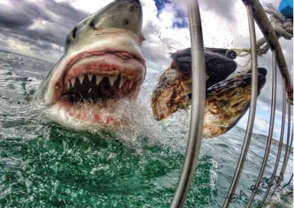 Mira la más asombrosa fotografía de un tiburón blanco (FOTOS)