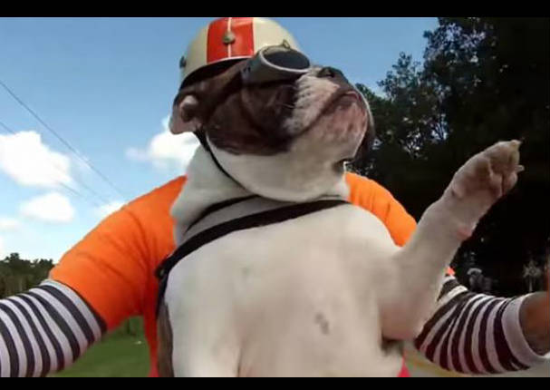 Mira al perro más rudo del mundo viajar en su moto (VIDEO)