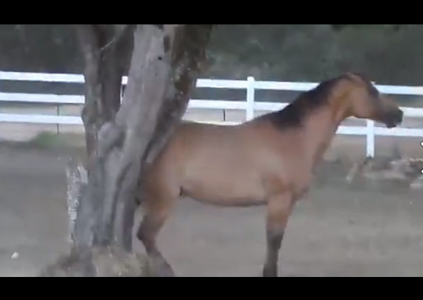 Mira cómo se las ingenia este caballo para obtener su alimento (VIDEO)