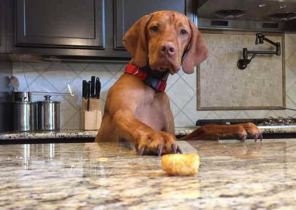 Gracioso: Todos hemos tenido un perro que hacía esto de vez en cuando (VIDEO)