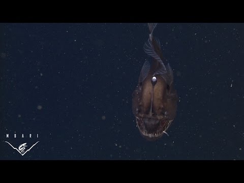 Conoce al pez más terrorífico del fondo del mar (VIDEO)