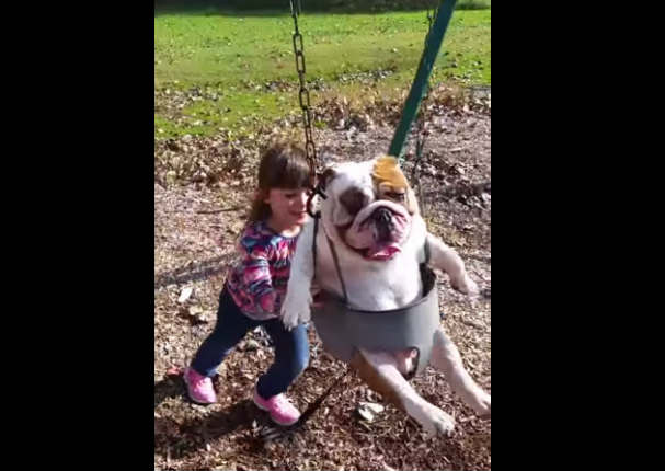 Gracioso bull dog es grabado mientras se columpiaba en el parque (VIDEO)