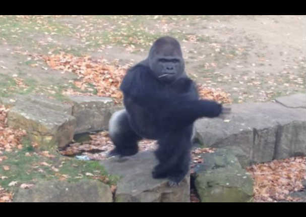 Al parecer a este gorila no le agrada la idea de ser grabado. Mira el porqué (VIDEO)