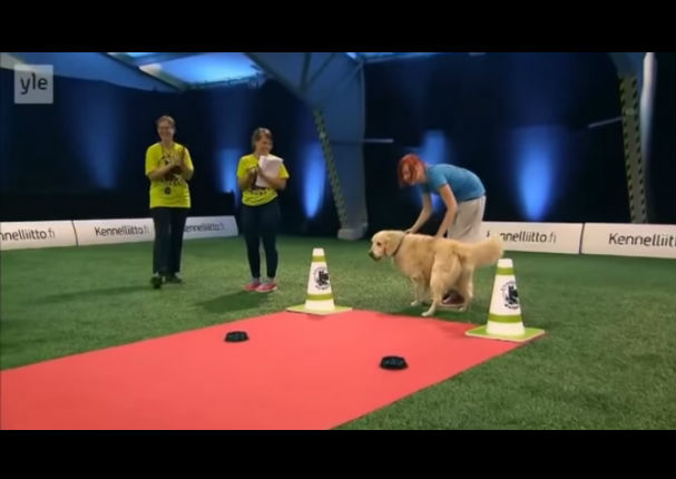 Un hambriento y juguetón perro termina una competencia de obediencia de la manera menos pensada (VIDEO)