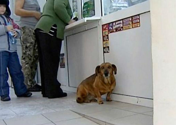 Un perro lleva casi 2 años afuera de hospital esperando a su amo ya fallecido