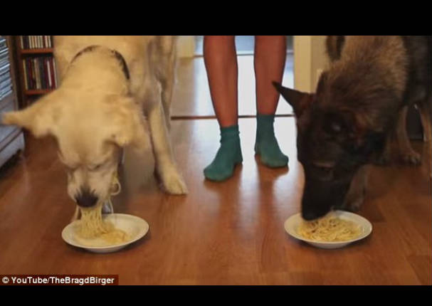 ¡Glotones! Dos perros se enfrentan en singular competencia de comida (VIDEO)
