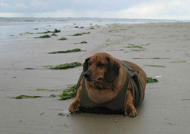 Conoce la tierna historia del perrito que perdió 25 kilos tras una estricta dieta (FOTOS)