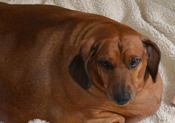 Conoce la tierna historia del perrito que perdió 25 kilos tras una estricta dieta (FOTOS)
