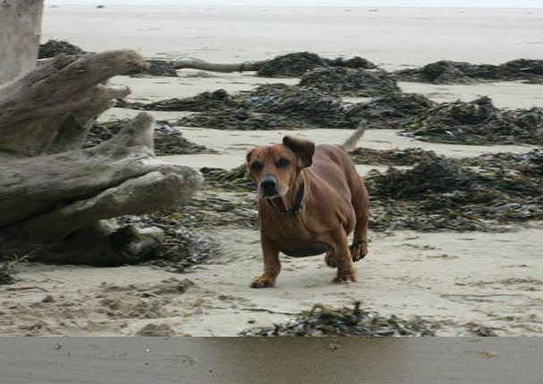 Conoce la tierna historia del perrito que perdió 25 kilos tras una estricta dieta (FOTOS)