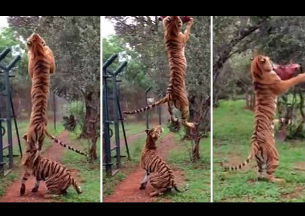 Mira el impresionante salto de un tigre (VIDEO) | Internacionales | Radio  panamericana
