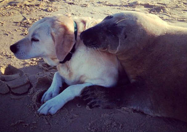 Un lobo marino encuentra en un perro a su mejor amigo (VIDEO)