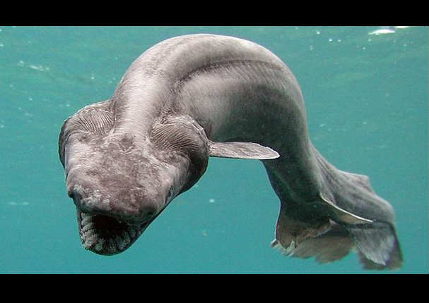 Hallan en Australia a especie de tiburón con 300 dientes que se creía extinta