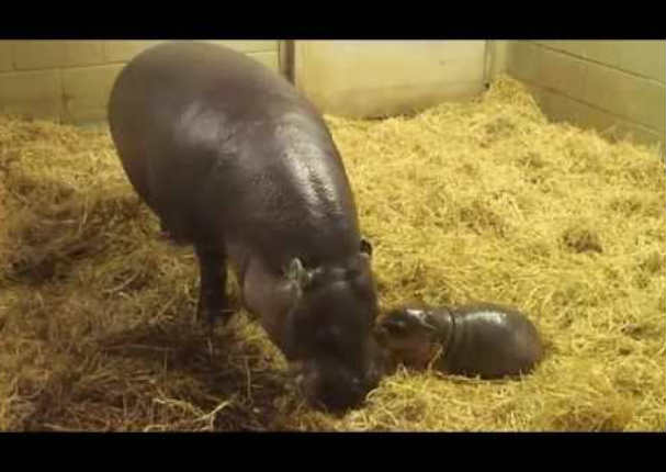 Mira a la cría de hipopótamo pigmeo que roba los corazones de los internautas (VIDEO)