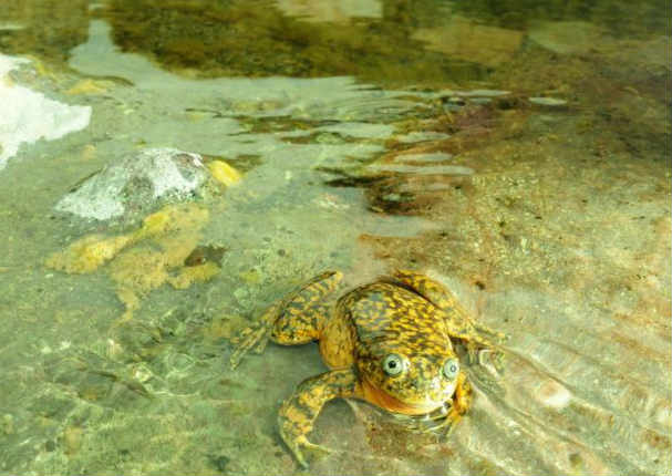 Huancavelica: Descubren nueva especie de rana andina (FOTOS)