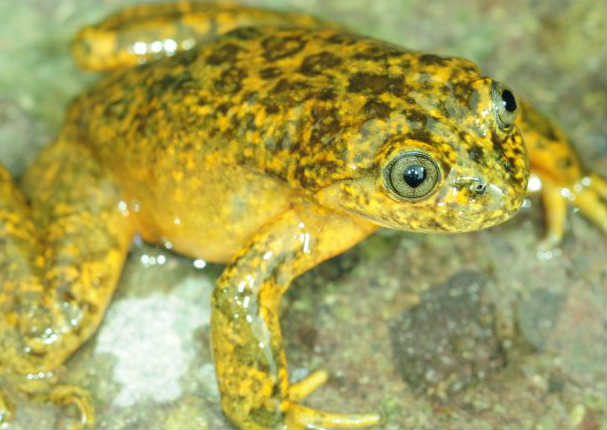 Huancavelica: Descubren nueva especie de rana andina (FOTOS)