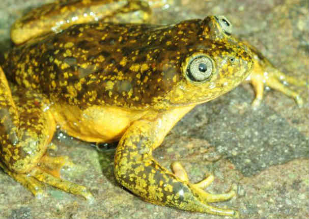 Huancavelica: Descubren nueva especie de rana andina (FOTOS)