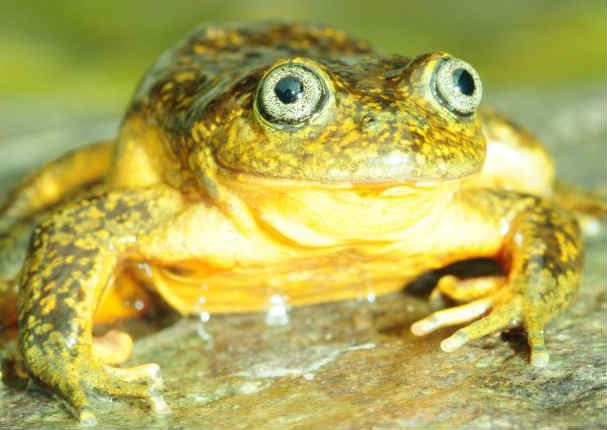 Huancavelica: Descubren nueva especie de rana andina (FOTOS)