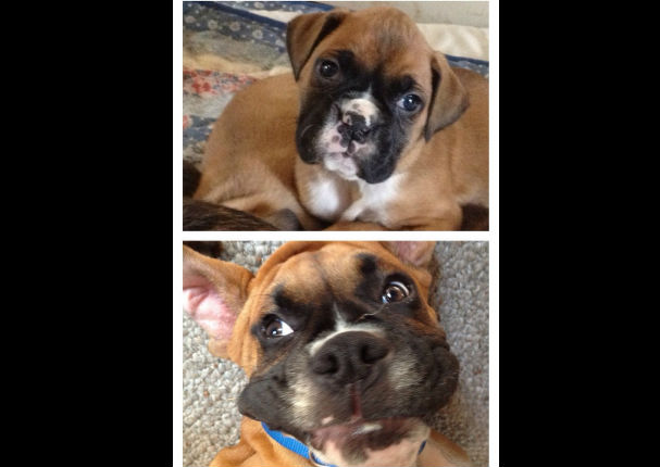 Mira el antes y el después de estos 10 perros - FOTOS