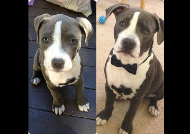 Mira el antes y el después de estos 10 perros - FOTOS
