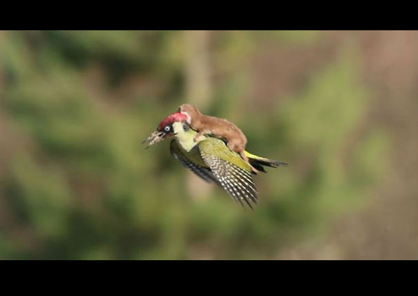 Comadreja bebé vuela en el lomo de un pájaro carpintero (FOTOS)