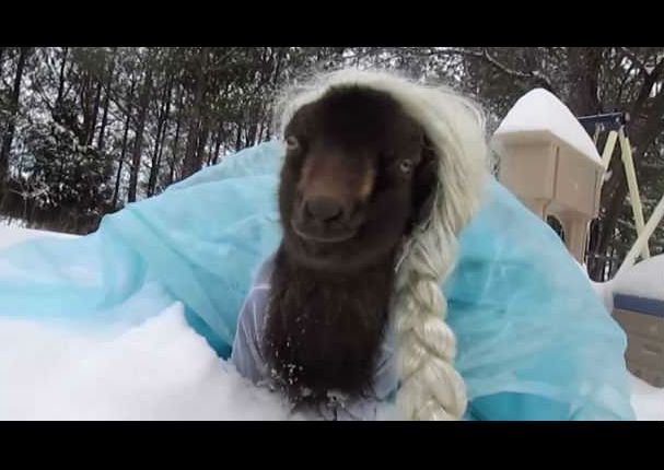 Conoce a Peppa, una cabra que se disfraza de Elsa, de 'Frozen' (VIDEO)