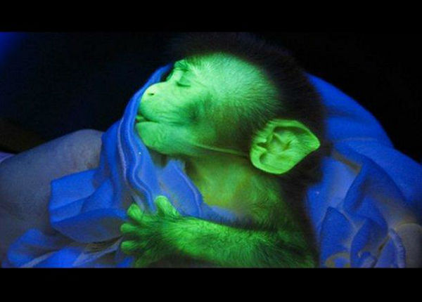 ¿Un mono que brilla en la oscuridad? Mira al animalito modificado genéticamente (FOTO)