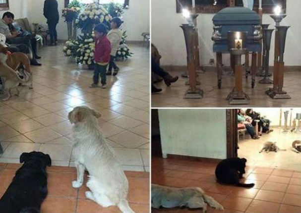 Perros callejeros van al funeral de la mujer que los cuidaba (FOTOS)