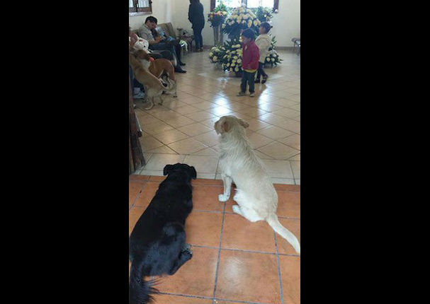 Perros callejeros van al funeral de la mujer que los cuidaba (FOTOS)