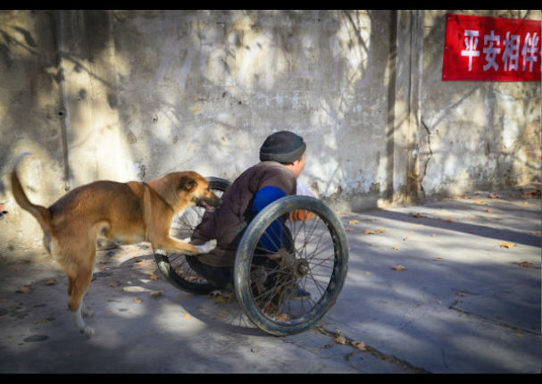 Mira a este perro que ayuda a su dueño y le empuja la silla de ruedas (FOTOS)