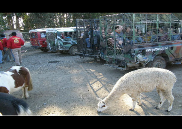Conoce el zoológico donde los animales están libres y los humanos encerrados (FOTOS)