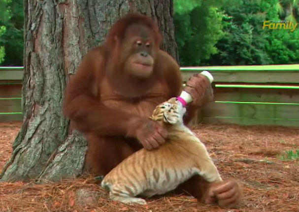 ¡Muy tierno! Mira cómo este orangután cuida a pequeños tigres (VIDEO)